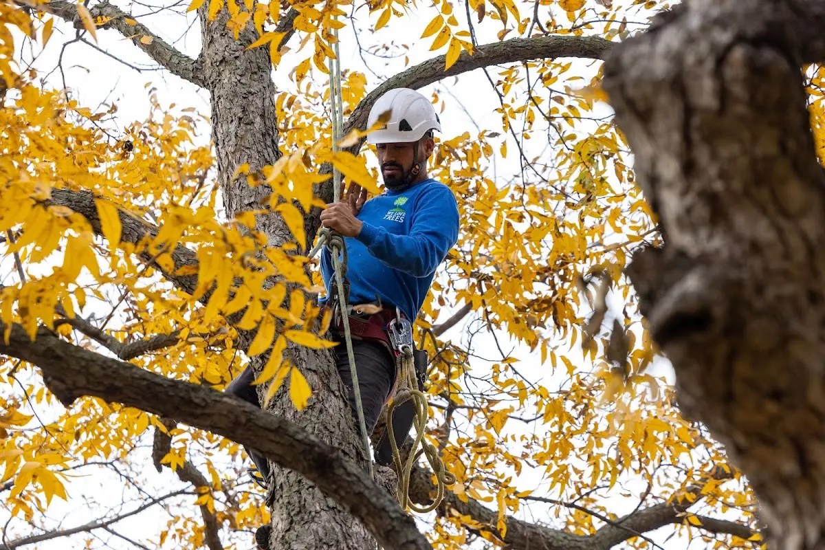 Skilled Tree Pruning crew working in Tuscarora